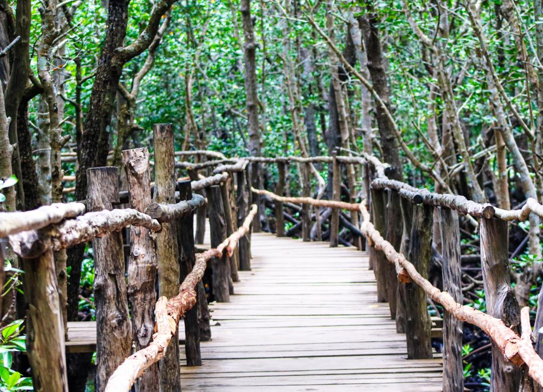 Jozani Forest Experience